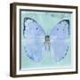 Miss Butterfly Catopsilia Sq - Turquoise-Philippe Hugonnard-Framed Photographic Print