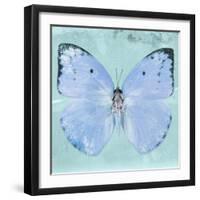 Miss Butterfly Catopsilia Sq - Turquoise-Philippe Hugonnard-Framed Photographic Print