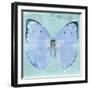 Miss Butterfly Catopsilia Sq - Turquoise-Philippe Hugonnard-Framed Photographic Print