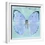 Miss Butterfly Catopsilia Sq - Turquoise-Philippe Hugonnard-Framed Photographic Print