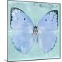 Miss Butterfly Catopsilia Sq - Turquoise-Philippe Hugonnard-Mounted Photographic Print