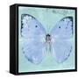 Miss Butterfly Catopsilia Sq - Turquoise-Philippe Hugonnard-Framed Stretched Canvas