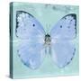 Miss Butterfly Catopsilia Sq - Turquoise-Philippe Hugonnard-Stretched Canvas