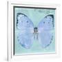 Miss Butterfly Catopsilia Sq - Turquoise-Philippe Hugonnard-Framed Photographic Print