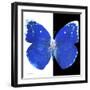 Miss Butterfly Catopsilia Sq - X-Ray B&W Edition-Philippe Hugonnard-Framed Photographic Print