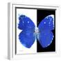 Miss Butterfly Catopsilia Sq - X-Ray B&W Edition-Philippe Hugonnard-Framed Photographic Print