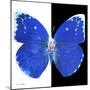 Miss Butterfly Catopsilia Sq - X-Ray B&W Edition-Philippe Hugonnard-Mounted Photographic Print