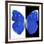 Miss Butterfly Catopsilia Sq - X-Ray B&W Edition-Philippe Hugonnard-Framed Photographic Print