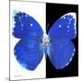 Miss Butterfly Catopsilia Sq - X-Ray B&W Edition-Philippe Hugonnard-Mounted Photographic Print