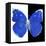 Miss Butterfly Catopsilia Sq - X-Ray B&W Edition-Philippe Hugonnard-Framed Stretched Canvas