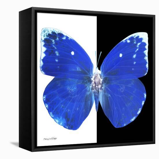 Miss Butterfly Catopsilia Sq - X-Ray B&W Edition-Philippe Hugonnard-Framed Stretched Canvas