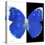 Miss Butterfly Catopsilia Sq - X-Ray B&W Edition-Philippe Hugonnard-Stretched Canvas