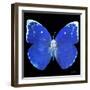 Miss Butterfly Catopsilia Sq - X-Ray Black Edition-Philippe Hugonnard-Framed Photographic Print