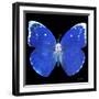 Miss Butterfly Catopsilia Sq - X-Ray Black Edition-Philippe Hugonnard-Framed Photographic Print