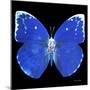 Miss Butterfly Catopsilia Sq - X-Ray Black Edition-Philippe Hugonnard-Mounted Photographic Print