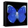 Miss Butterfly Catopsilia Sq - X-Ray Black Edition-Philippe Hugonnard-Framed Stretched Canvas