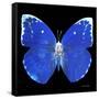 Miss Butterfly Catopsilia Sq - X-Ray Black Edition-Philippe Hugonnard-Framed Stretched Canvas