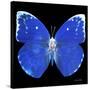 Miss Butterfly Catopsilia Sq - X-Ray Black Edition-Philippe Hugonnard-Stretched Canvas