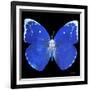 Miss Butterfly Catopsilia Sq - X-Ray Black Edition-Philippe Hugonnard-Framed Photographic Print