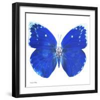 Miss Butterfly Catopsilia Sq - X-Ray White Edition-Philippe Hugonnard-Framed Photographic Print