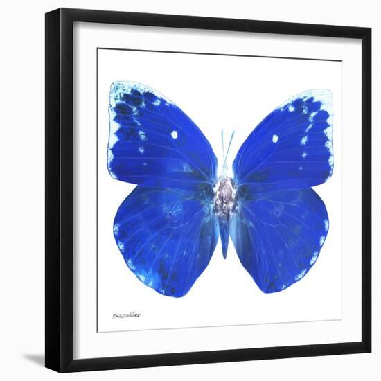 Miss Butterfly Catopsilia Sq - X-Ray White Edition-Philippe Hugonnard-Framed Photographic Print