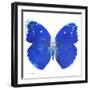 Miss Butterfly Catopsilia Sq - X-Ray White Edition-Philippe Hugonnard-Framed Photographic Print