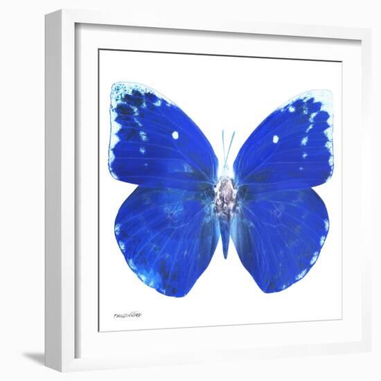 Miss Butterfly Catopsilia Sq - X-Ray White Edition-Philippe Hugonnard-Framed Photographic Print