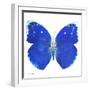 Miss Butterfly Catopsilia Sq - X-Ray White Edition-Philippe Hugonnard-Framed Photographic Print