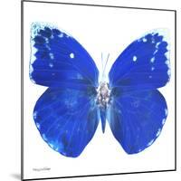 Miss Butterfly Catopsilia Sq - X-Ray White Edition-Philippe Hugonnard-Mounted Photographic Print
