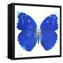 Miss Butterfly Catopsilia Sq - X-Ray White Edition-Philippe Hugonnard-Framed Stretched Canvas