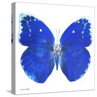 Miss Butterfly Catopsilia Sq - X-Ray White Edition-Philippe Hugonnard-Stretched Canvas