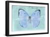 Miss Butterfly Catopsilia - Turquoise-Philippe Hugonnard-Framed Photographic Print