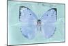Miss Butterfly Catopsilia - Turquoise-Philippe Hugonnard-Mounted Photographic Print