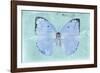 Miss Butterfly Catopsilia - Turquoise-Philippe Hugonnard-Framed Photographic Print