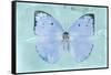 Miss Butterfly Catopsilia - Turquoise-Philippe Hugonnard-Framed Stretched Canvas