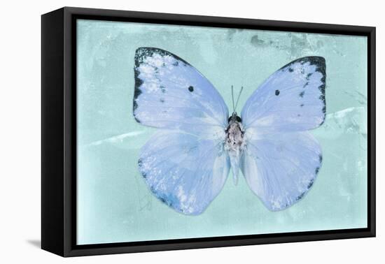 Miss Butterfly Catopsilia - Turquoise-Philippe Hugonnard-Framed Stretched Canvas