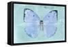 Miss Butterfly Catopsilia - Turquoise-Philippe Hugonnard-Framed Stretched Canvas