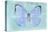 Miss Butterfly Catopsilia - Turquoise-Philippe Hugonnard-Stretched Canvas