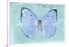 Miss Butterfly Catopsilia - Turquoise-Philippe Hugonnard-Framed Photographic Print
