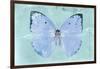 Miss Butterfly Catopsilia - Turquoise-Philippe Hugonnard-Framed Photographic Print