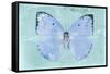 Miss Butterfly Catopsilia - Turquoise-Philippe Hugonnard-Framed Stretched Canvas