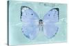 Miss Butterfly Catopsilia - Turquoise-Philippe Hugonnard-Stretched Canvas