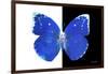 Miss Butterfly Catopsilia - X-Ray B&W Edition-Philippe Hugonnard-Framed Photographic Print