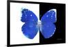 Miss Butterfly Catopsilia - X-Ray B&W Edition-Philippe Hugonnard-Framed Photographic Print