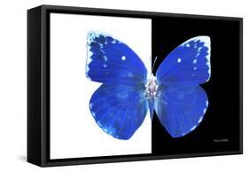 Miss Butterfly Catopsilia - X-Ray B&W Edition-Philippe Hugonnard-Framed Stretched Canvas