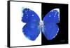 Miss Butterfly Catopsilia - X-Ray B&W Edition-Philippe Hugonnard-Framed Stretched Canvas