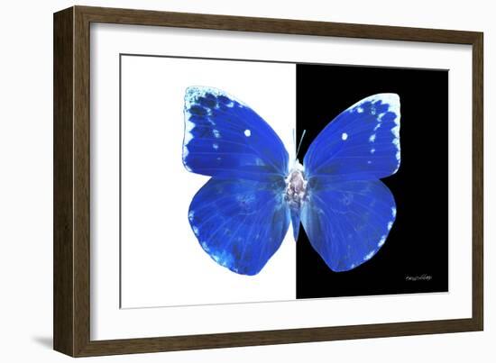 Miss Butterfly Catopsilia - X-Ray B&W Edition-Philippe Hugonnard-Framed Photographic Print