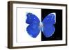 Miss Butterfly Catopsilia - X-Ray B&W Edition-Philippe Hugonnard-Framed Photographic Print