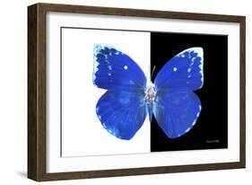 Miss Butterfly Catopsilia - X-Ray B&W Edition-Philippe Hugonnard-Framed Photographic Print