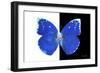 Miss Butterfly Catopsilia - X-Ray B&W Edition-Philippe Hugonnard-Framed Photographic Print